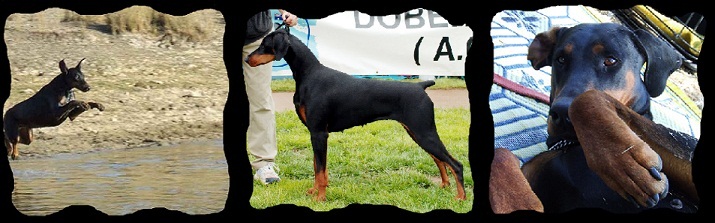 Redshift Dobermanns