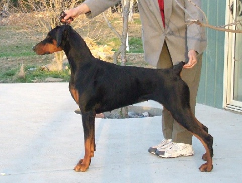 Indi