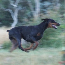 Indi