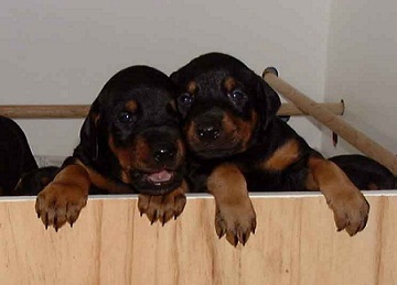 Redshift pups